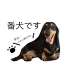 愛犬まろ親子feat赤ちゃん（個別スタンプ：12）