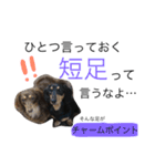 愛犬まろ親子feat赤ちゃん（個別スタンプ：13）