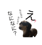 愛犬まろ親子feat赤ちゃん（個別スタンプ：15）
