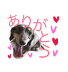 愛犬まろ親子feat赤ちゃん（個別スタンプ：23）