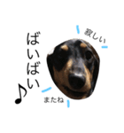 愛犬まろ親子feat赤ちゃん（個別スタンプ：24）