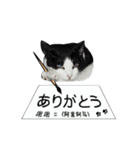 A Fat cat life 2（個別スタンプ：1）