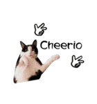 A Fat cat life 2（個別スタンプ：4）