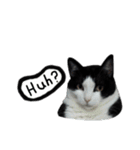 A Fat cat life 2（個別スタンプ：5）