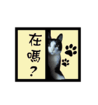 A Fat cat life 2（個別スタンプ：6）
