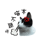 A Fat cat life 2（個別スタンプ：9）