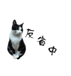 A Fat cat life 2（個別スタンプ：10）
