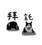A Fat cat life 2（個別スタンプ：11）