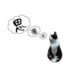 A Fat cat life 2（個別スタンプ：12）