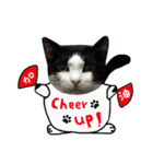 A Fat cat life 2（個別スタンプ：13）