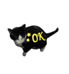 A Fat cat life 2（個別スタンプ：14）