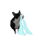 A Fat cat life 2（個別スタンプ：17）