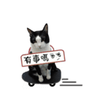 A Fat cat life 2（個別スタンプ：18）