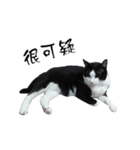A Fat cat life 2（個別スタンプ：20）