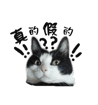A Fat cat life 2（個別スタンプ：21）