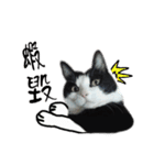 A Fat cat life 2（個別スタンプ：22）