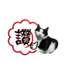 A Fat cat life 2（個別スタンプ：24）