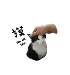 A Fat cat life 2（個別スタンプ：25）