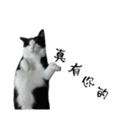 A Fat cat life 2（個別スタンプ：26）