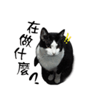 A Fat cat life 2（個別スタンプ：28）
