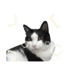 A Fat cat life 2（個別スタンプ：30）