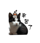 A Fat cat life 2（個別スタンプ：31）