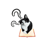 A Fat cat life 2（個別スタンプ：36）