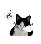 A Fat cat life 2（個別スタンプ：38）
