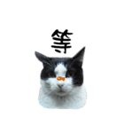 A Fat cat life 2（個別スタンプ：40）
