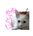 フワフワ白こにゃんこ 1（個別スタンプ：14）