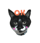 ぬんたという猫（個別スタンプ：1）