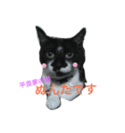 ぬんたという猫（個別スタンプ：2）