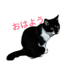 ぬんたという猫（個別スタンプ：3）