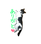 ぬんたという猫（個別スタンプ：4）