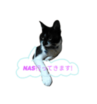 ぬんたという猫（個別スタンプ：6）