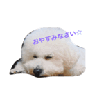 ぽぽのほっこり日常スタンプ（個別スタンプ：10）