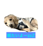 怪獣ごん様♡日常会話（個別スタンプ：4）
