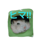ハムスターのスタンプです（個別スタンプ：4）