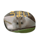 ハムスターのスタンプです（個別スタンプ：8）