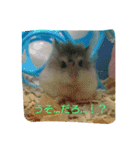 ハムスターのスタンプです（個別スタンプ：9）