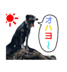 ワンラブ‼ パピーズ（個別スタンプ：6）