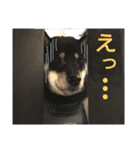 ワンラブ‼ パピーズ（個別スタンプ：9）