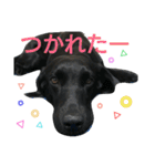 ワンラブ‼ パピーズ（個別スタンプ：11）