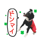 ワンラブ‼ パピーズ（個別スタンプ：17）