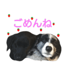 ワンラブ‼ パピーズ（個別スタンプ：23）