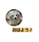 うちのラブ（個別スタンプ：1）