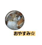 うちのラブ（個別スタンプ：2）