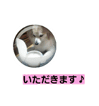 うちのラブ（個別スタンプ：3）