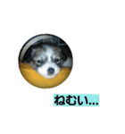 うちのラブ（個別スタンプ：4）