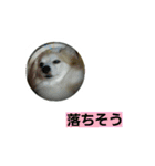 うちのラブ（個別スタンプ：6）